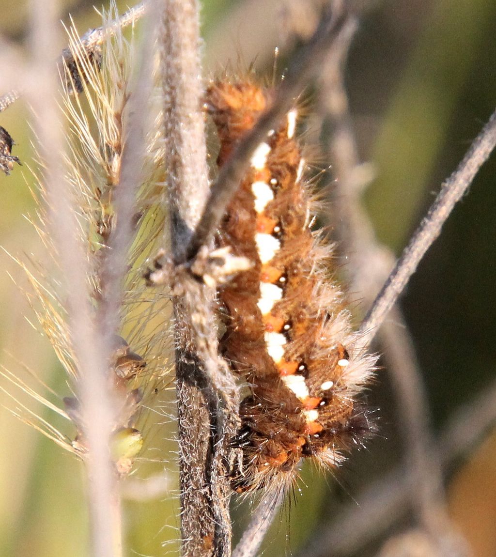 Bruco di... Acronicta rumicis - Noctuidae